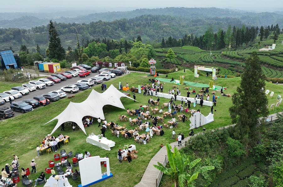 雨城 2026 春茶采摘品鉴文化活动